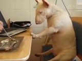 Compilation de vidéos amusantes avec un Bull Terrier