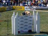 Un Lévrier Greyhound bat le record du monde de saut en hauteur pour un chien