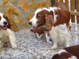 Des chiots Springer Gallois et leurs parents