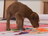 Deux chiots font de la peinture… et trouvent ça très rigolo !