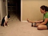 Un Boston Terrier qui sait exécuter de nombreux ordres