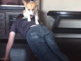 Compilation de petites vidéos amusantes de Welsh Corgi