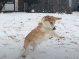 Compilation de vidéos drôles de Welsh Corgi