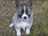 Des chiots Pomskies aux yeux bleus découvrent le monde