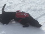 Ce chien d'avalanche adore glisser sur la neige