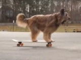 Norman the Scooter Dog, un chien aux multiples talents