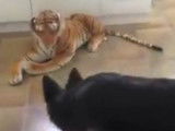 Un Berger Allemand confront&eacute; &agrave; un tigre en peluche