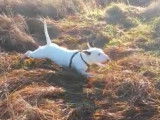 Un English White Terrier qui rampe comme &agrave; l'arm&eacute;e