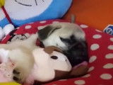 Un Puggle s'endort blotti contre sa peluche