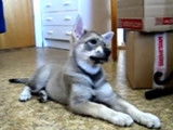Un Chien d'Élan Suédois réagit à des sons de guitare