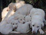 Des chiots Akbash dorment en tas sur leurs parents