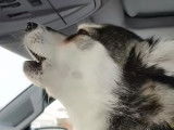 Un Alaskan Klee Kai et son maître discutent