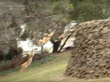 Des American Dingos sautent depuis un mur de cinq mètres