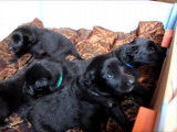 Des chiots Groenendael âgés de deux semaines