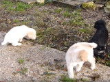 Des chiots Barbado da Terceira de 7 semaines explorent et jouent dans le jardin