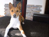 Un Basenji exécute parfaitement 20 tours différents