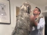 Un Irish Wolfhound plus grand que son maître