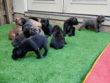 Des chiots Cane Corso d'un mois dans leur enclos
