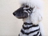 Magie du toilettage : des chiens transformés en animaux sauvages