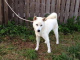 Un chiot Kishu Ken de 7 mois en train de renifler le sol