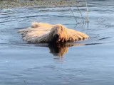 Une journée de jeux et de toilettage pour un Komondor