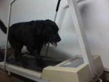 Ce chien fait du tapis de course comme un pro