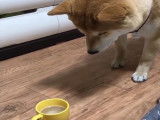 Compilation de vidéos amusantes avec un Shiba Inu