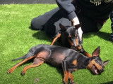 Bain de soleil et brossage pour deux English Toy Terriers
