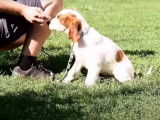 Un chiot Setter Irlandais Rouge et Blanc très obéissant