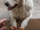 Un Tchouvatch Slovaque attend pour manger son snack