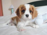 Un chiot Cavalier King Charles Spaniel vient dire bonjour à la caméra