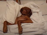 Compilation de vidéos amusantes ou mignonnes avec un Vizsla à Poil Court