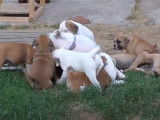 9 chiots Bulldog Continental à l'assaut de leur mère