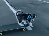 Compilation de moments drôles et mignons de chiots Pomsky