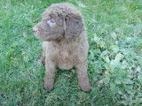 Des chiots Chesapeake Bay Retriever pleins de vie