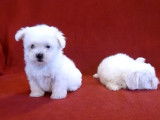 Deux chiots Bichons Maltais font les fous
