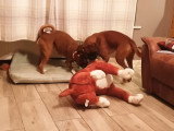 Deux chiens Boxers jouent avec une peluche à leur effigie