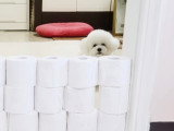 Un Bichon Frisé relève le Papier Toilette Challenge