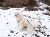 Réactions d'un Bichon Frisé face à la neige