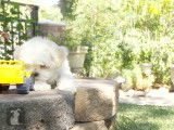 Un Shichon coincé derrière un mur