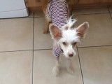 Un Chien Chinois à Crête très obéissant
