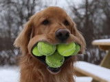 Ce chien est capable de tenir 6 balles de tennis dans sa gueule