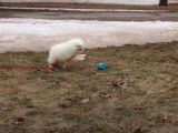 Un chiot Esquimau Américain plein de vie