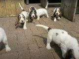 Des chiots Grands Bassets Griffons Vendéens demandent des caresses