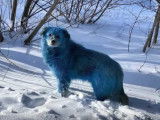 En Russie, le mystère des chiens au pelage bleu