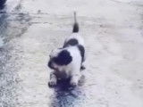 Un petit chien tente de se remettre debout sur du verglas