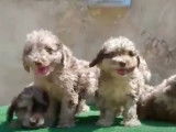 Des chiots Aussiedoodle pleins de vie