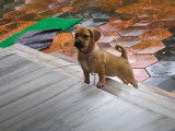 Un chien Daug sous la pluie