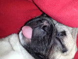 Un chien Frug s'endort en tirant la langue