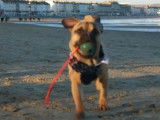 Un Frug joue sur la plage